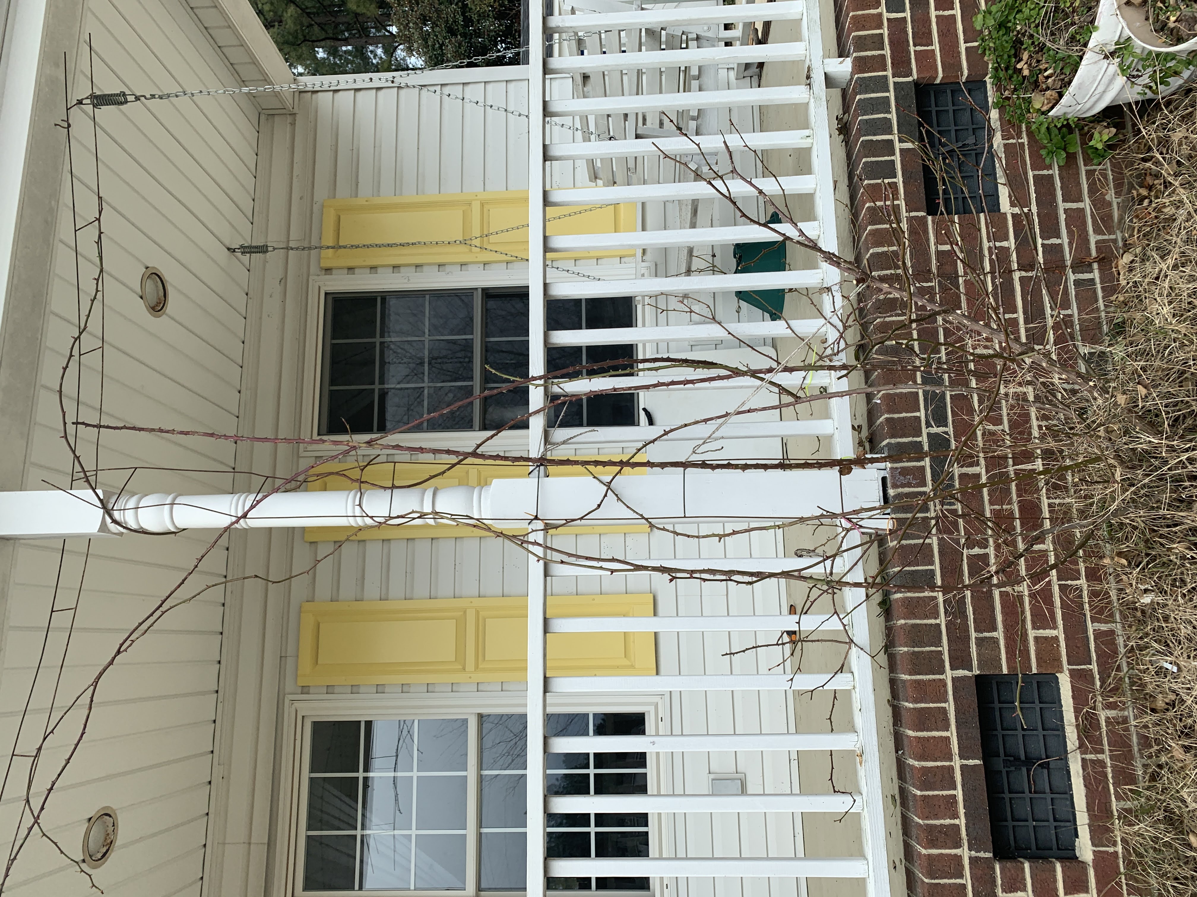 pruning